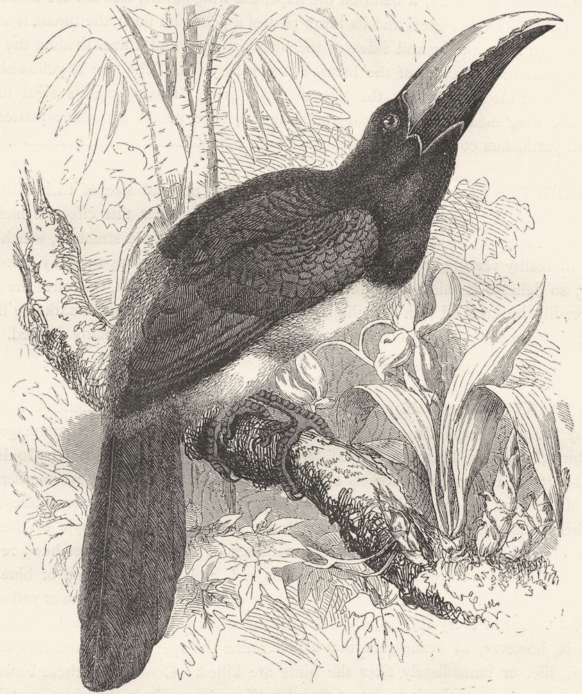 BIRDS. Searcher. Hornbill. Arassari c1870 old antique vintage print picture